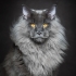 Avatar du membre Janis
