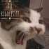 Avatar du membre Morganov