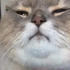 Avatar du membre percevval
