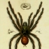 Avatar du membre cheliceres